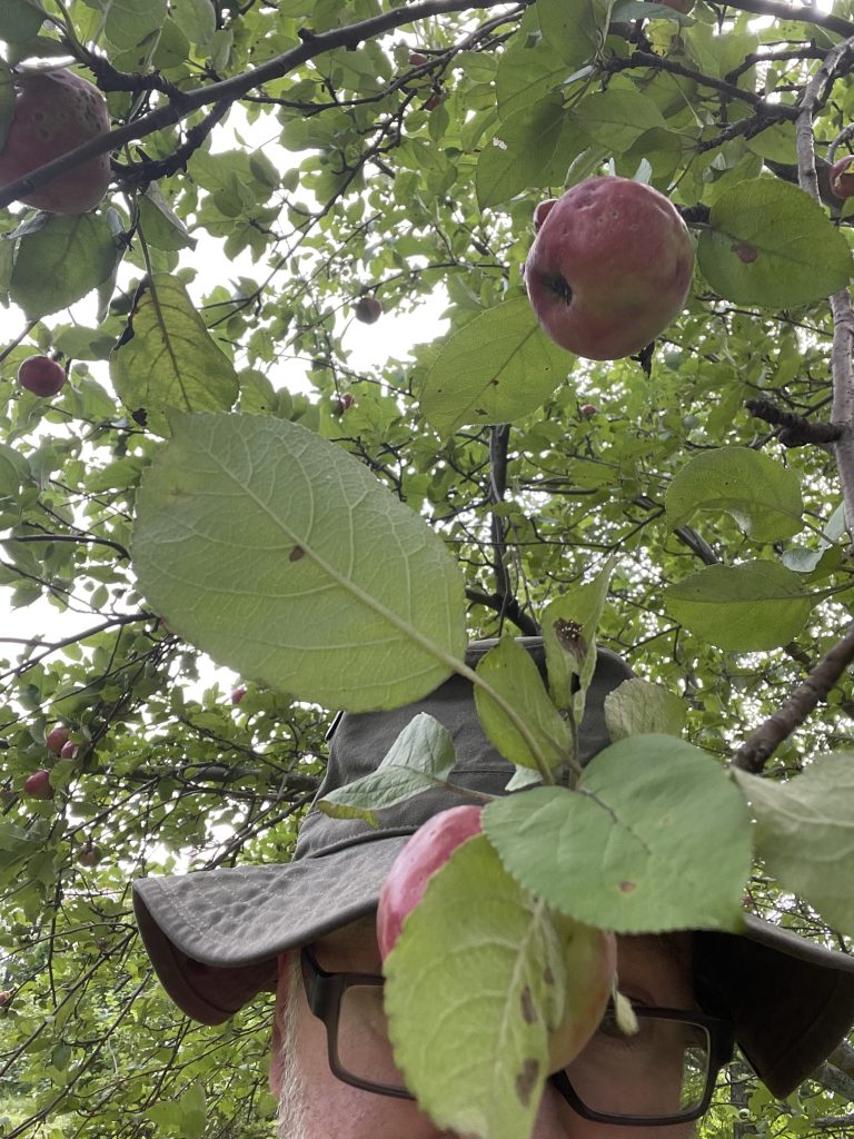 Apples still on my apple tree after Hurricane Lee.