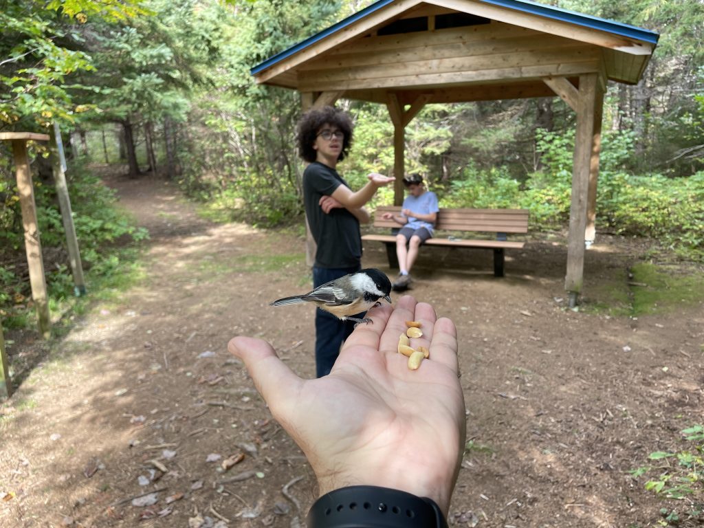 Man with chickadee on his hand about to grab a peanut, while two young men are in the background at a forest trail break bench.