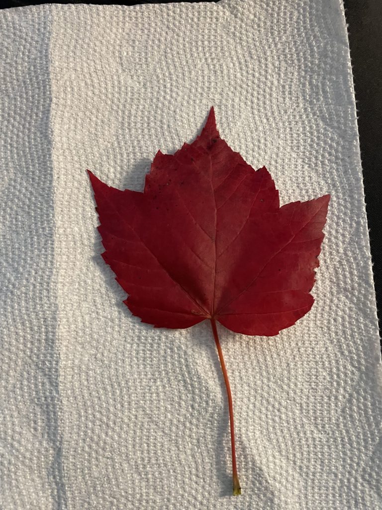 Red maple leaf on a paper towel sheet.