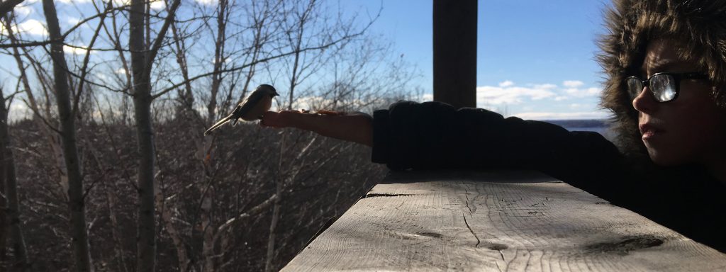 Chickadee landing on a person's hand.